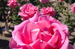 La Sumida Rose List