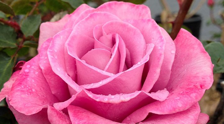 Rose Field Soft Opening April 2