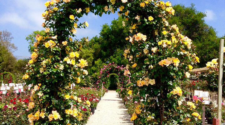 Our Rose Field Opens April 6